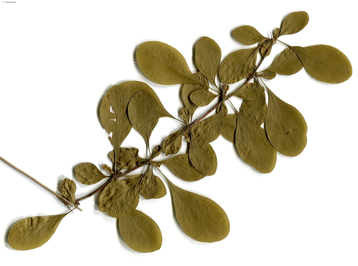 Berberis vulgaris (Berberidaceae)